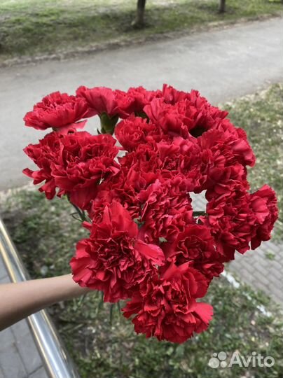 Гвоздика красная опт