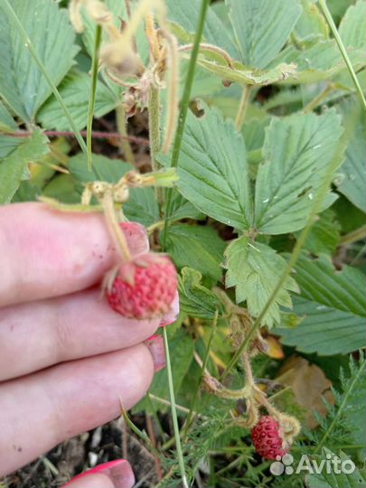 Клубника лесная