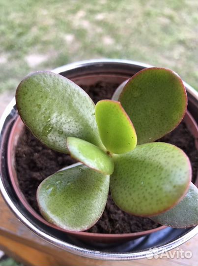 Комнатное растение Crassula 