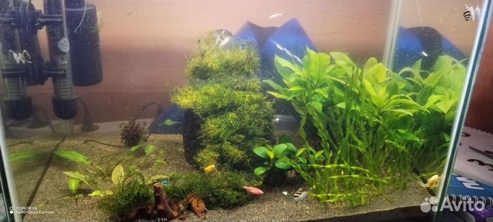 Аквариум с живыми растениями и рыбами