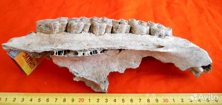 Бизон. Челюсть зубов с кариесом. Плейстоцен