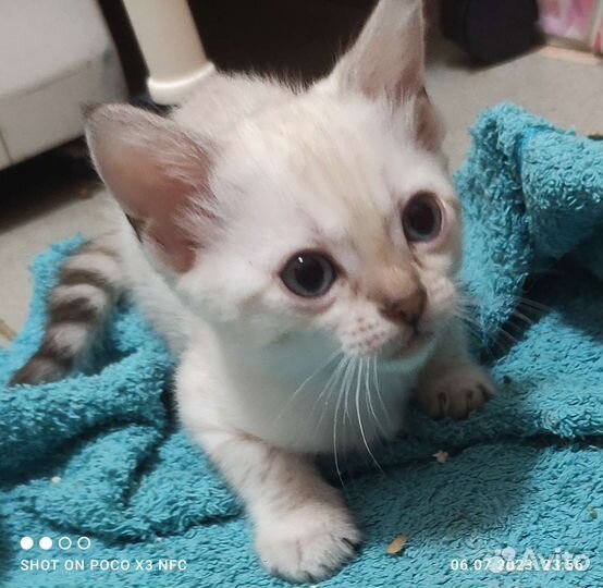 Бенгальский котенок
