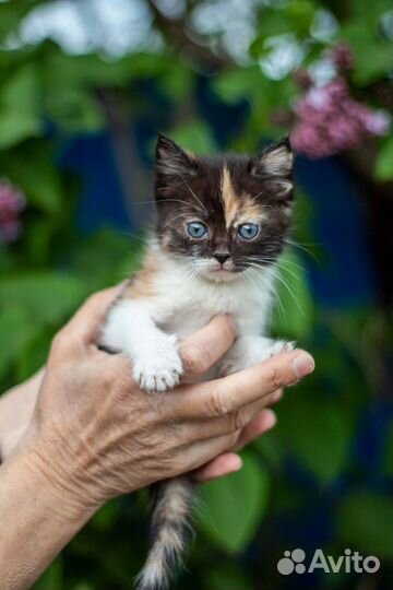 Котёнок девочка трёхцветная 1 месяц пушистая