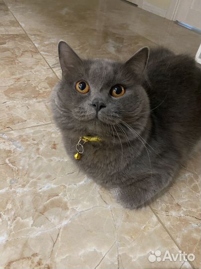 Британские котята