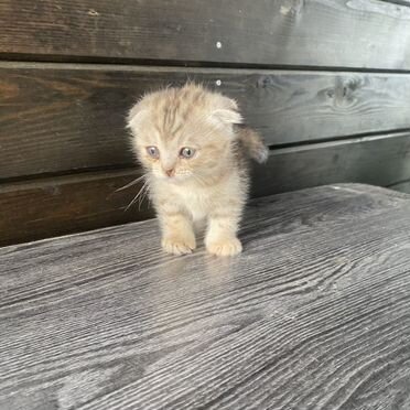 Шотландский вислоухий короткошёрстный котёнок