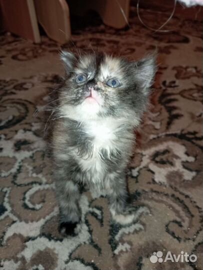 Отдам котенка в добрые руки девочка
