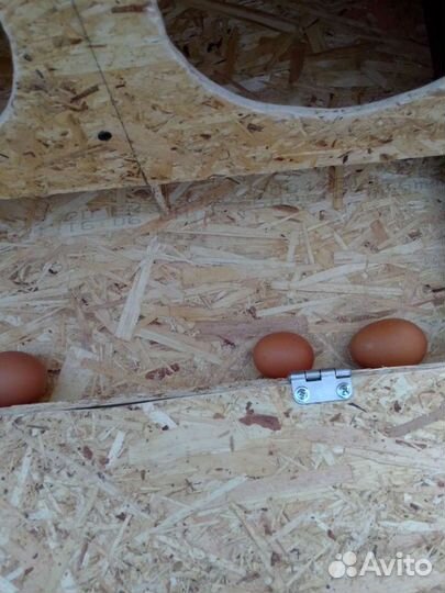 Гнезда для кур с яйцесборником