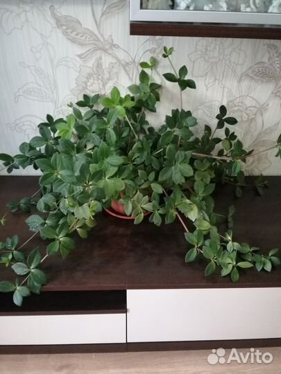 Пеперомия ампельная