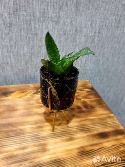 Цветочные композиции из суккулентов