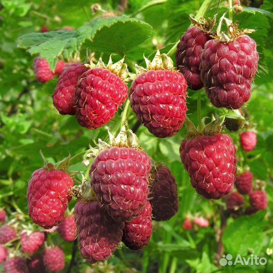 Ремонтантная малина