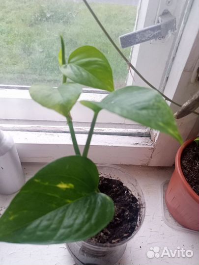 Сциндапсус