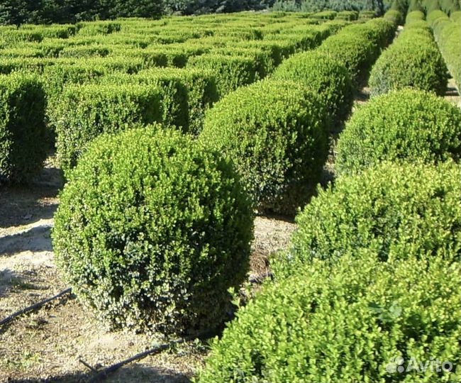 Самшит морозостойкий, семена