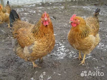 Кучинская юбилейная и московская черная