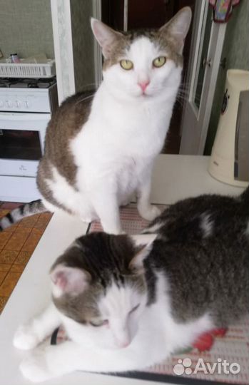 2 Барсика ищут Дом