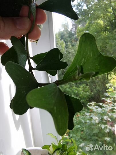 Хойи, церопегии