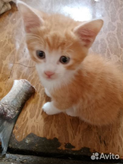 Котëнок