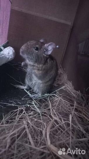 Чилийская белка дегу