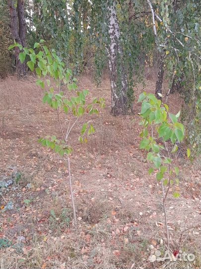 Сирень саженцы