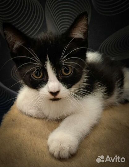 Котята бесплатно