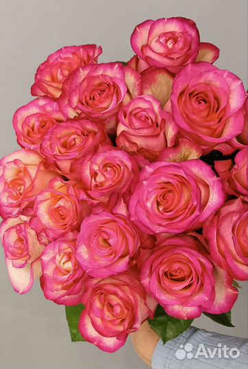 Розы, роза 50 см