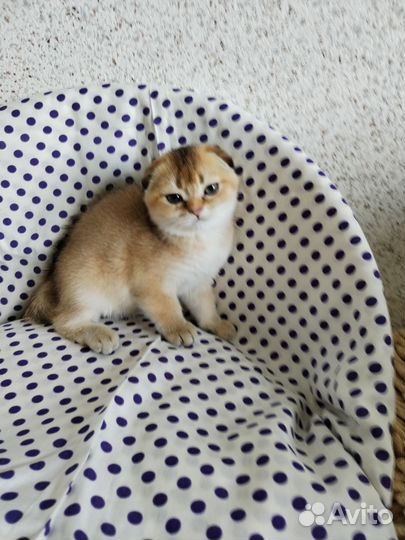 Золотая шиншилла. Котик и кошечка. Доставка