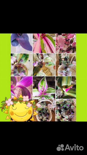 Хойя карноза