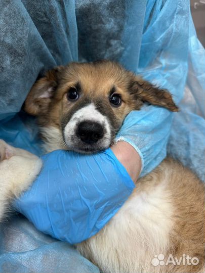 Маленькие щенки из приюта