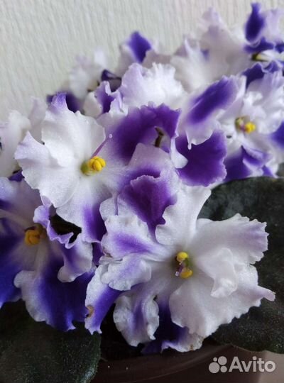 Фиалки сортовые