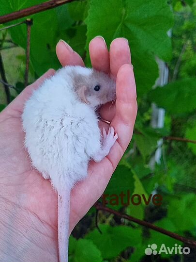 Крысята ручные и нежные мальчишки от ratlove