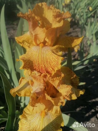 Ирисы бородатые, более 30 сортов