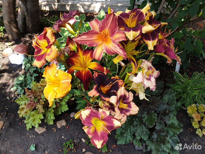 Цветы под срез и саженцами (с подарками)