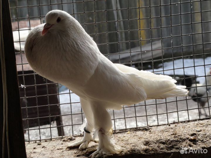 Голуби и птицы