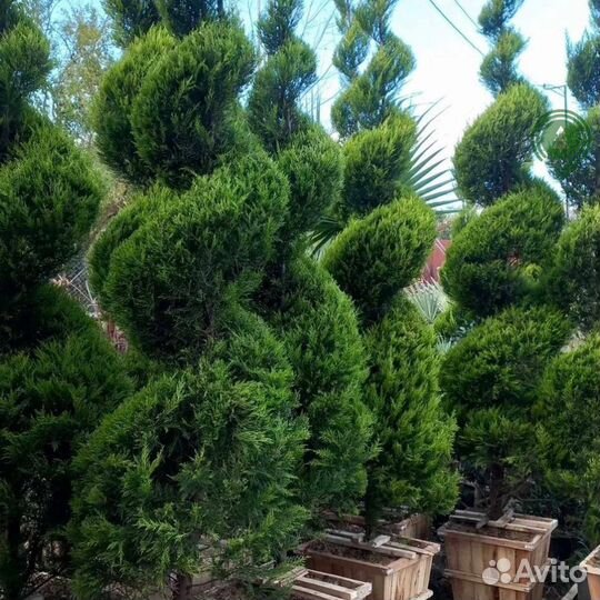 Туя смарагд брабант с гарантией приживаемости