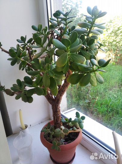 Толстянка крассула