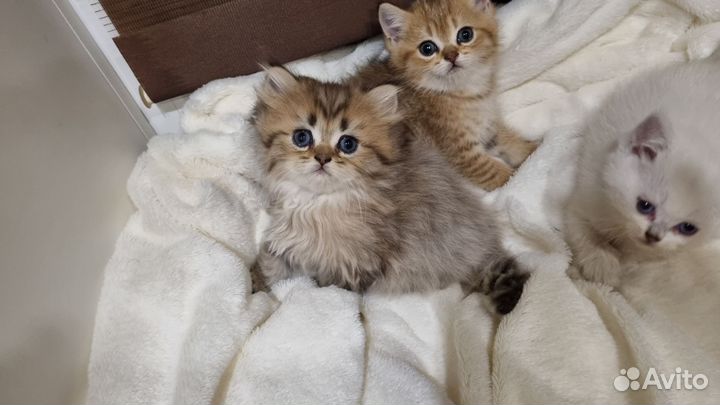 Британские котята, драгоценных окрасов
