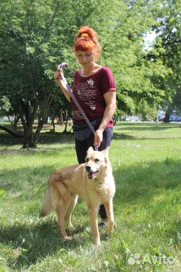 Собака в добрые руки отдам бесплатно
