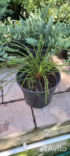 Туя Випкорд