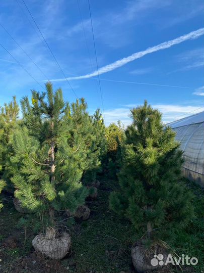 Хвойные растения