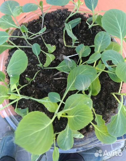 Капуста сахарная голова,очень хорошая лежкость