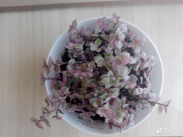 Коллизия розовая