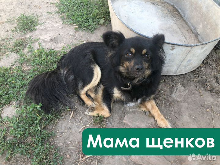 Щенки в добрые руки