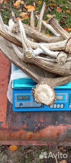 Продам рога лося, косули