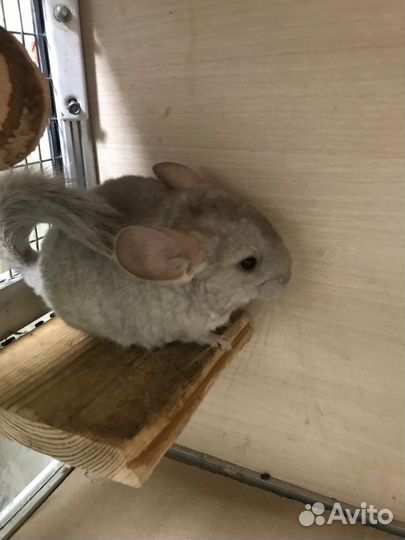 Шиншиллы- малыши от 2 месяцев