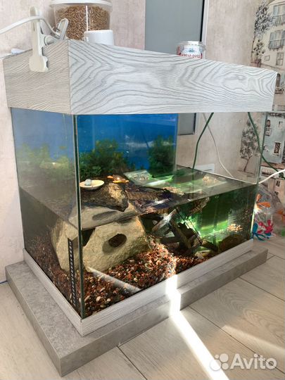 Аквариум с черепахой