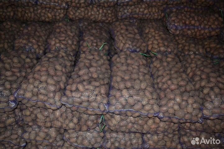 Продам картофель оптом