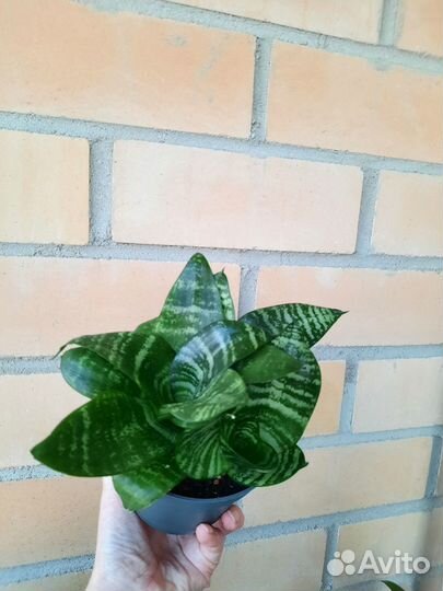 Сансевиерия Ханни грин