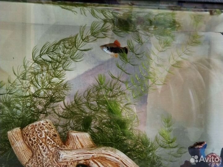 Водоросли для аквариума