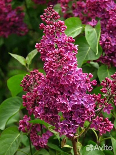 Сирень Людвиг Шпет