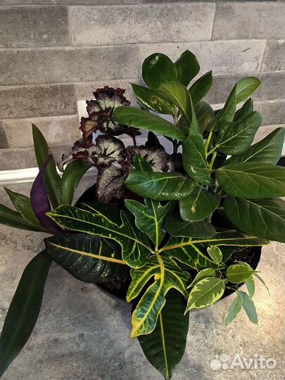 Комнатные цветы