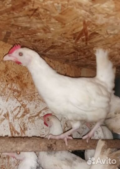 Петухи Пушкинские чистопородные 2.5 мес